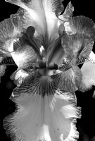 Iris in Black and White