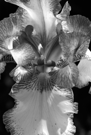 Iris in Black and White