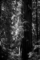 Muir Woods - California