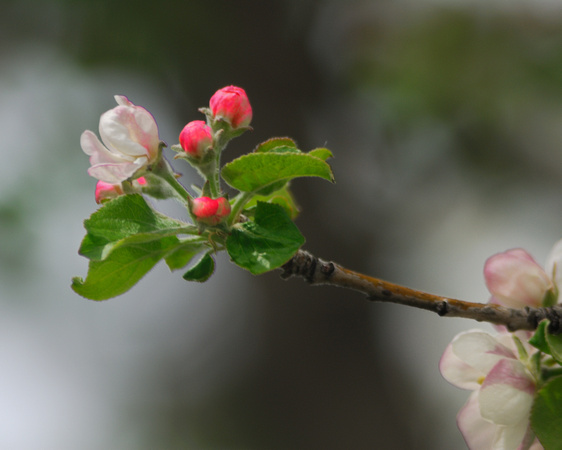 Apple Blossom 2009