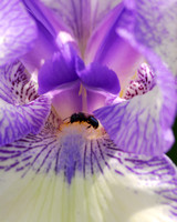 Bee and Iris