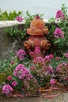 Fire hydrant and flowers