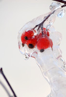 Rose Hips and Ice