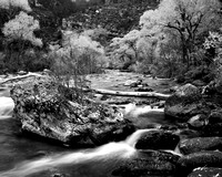 Tongue River Canyon Fall in Black and White