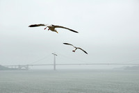 Gulls riding the wind